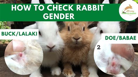 bunny rabbit sex|How To Tell A Rabbits Gender (Sexing A Rabbit).